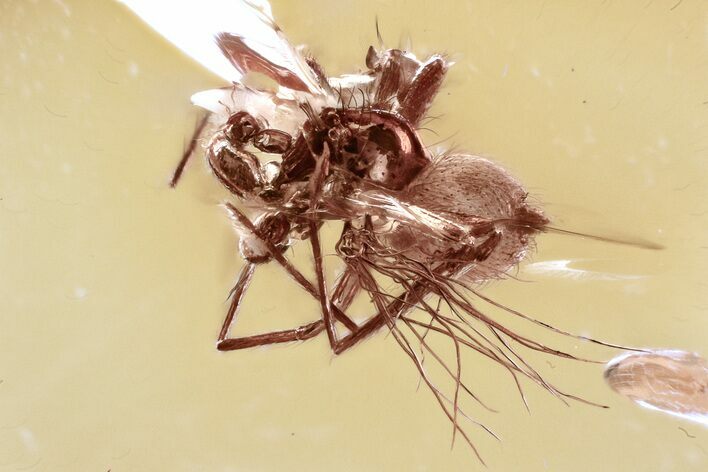 Detailed Fossil Spider (Araneae) In Baltic Amber #325349